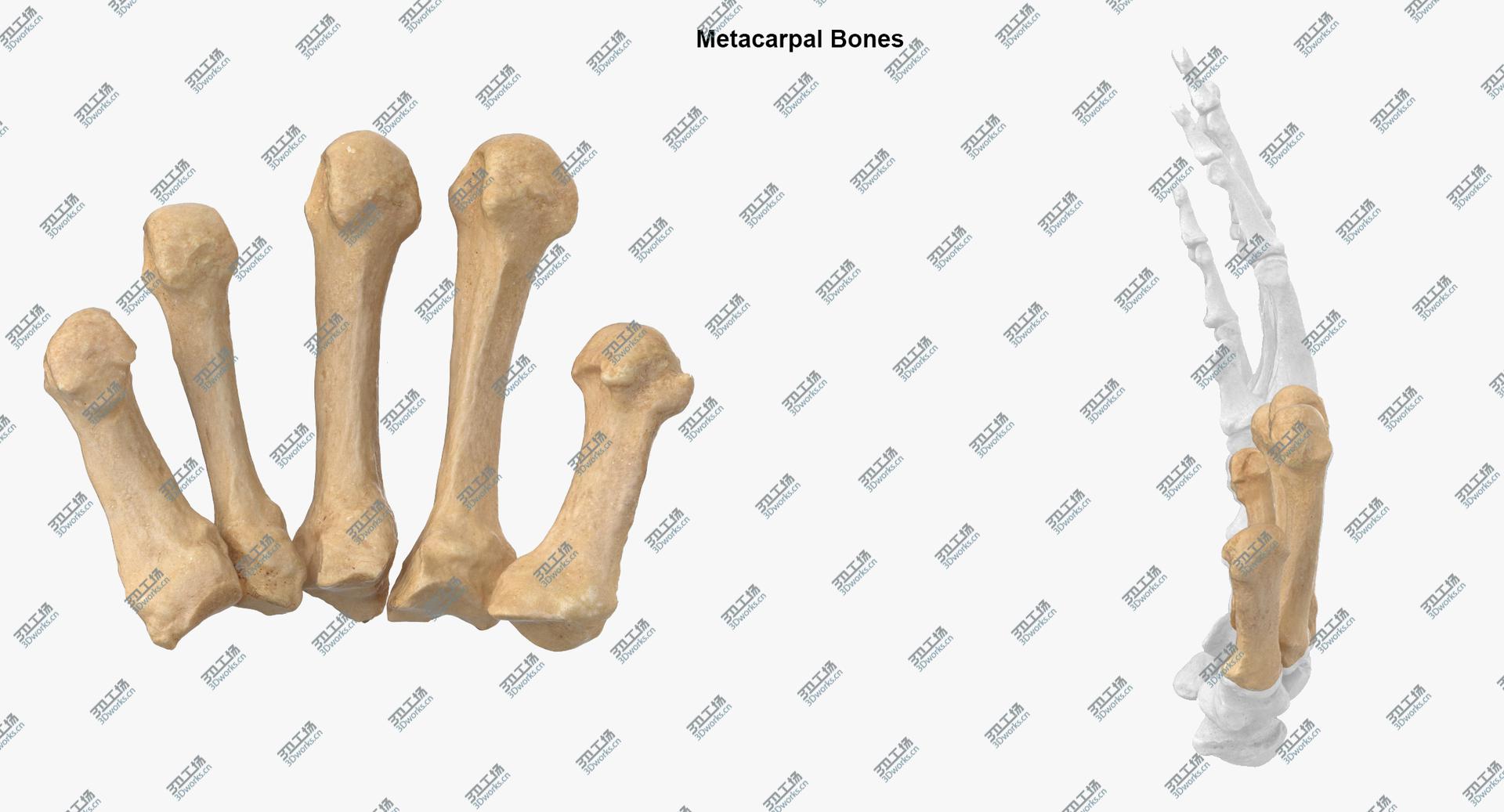 images/goods_img/2021040231/Real Wire Mounted Human Hand Skeleton Model 3D model/5.jpg